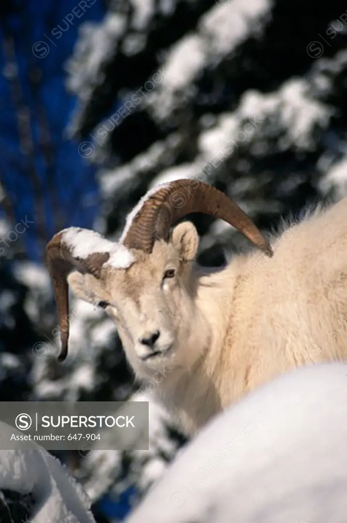 Low angle view of a Dall sheep (Ovis dalli)