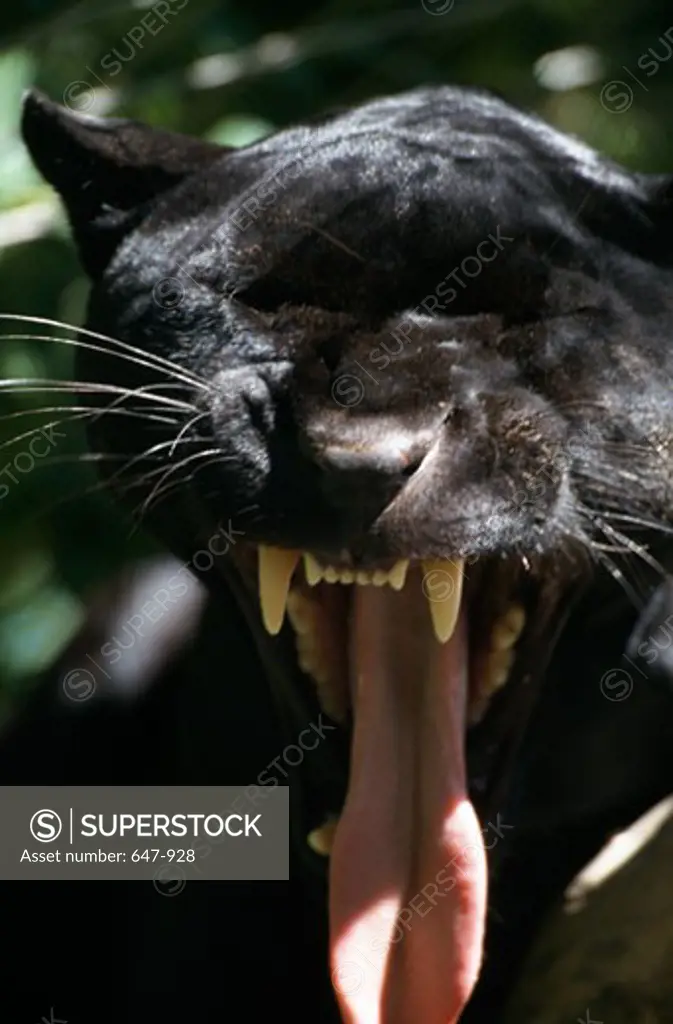 Close-up of a Black jaguar (Panthera onca) yawning