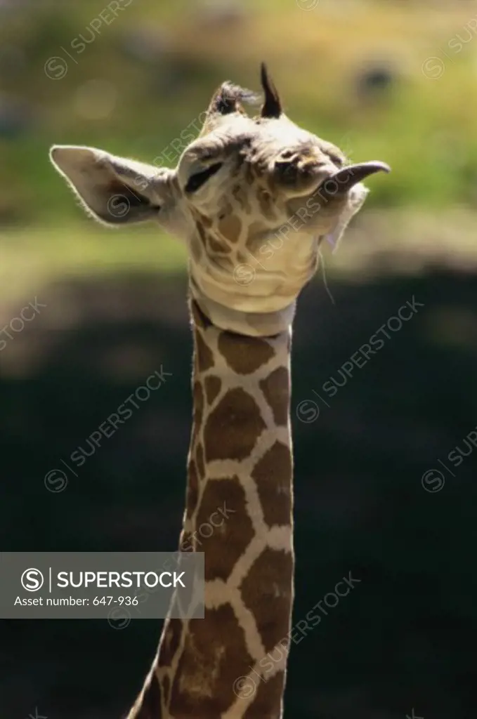 Giraffe    