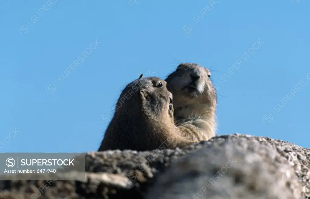 Pair of Black-Tailed Prairie dogs (Cynomys ludovicianus) in den
