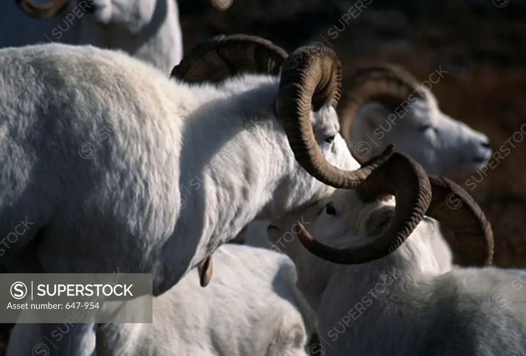 Herd of Dall sheep (Ovis dalli)