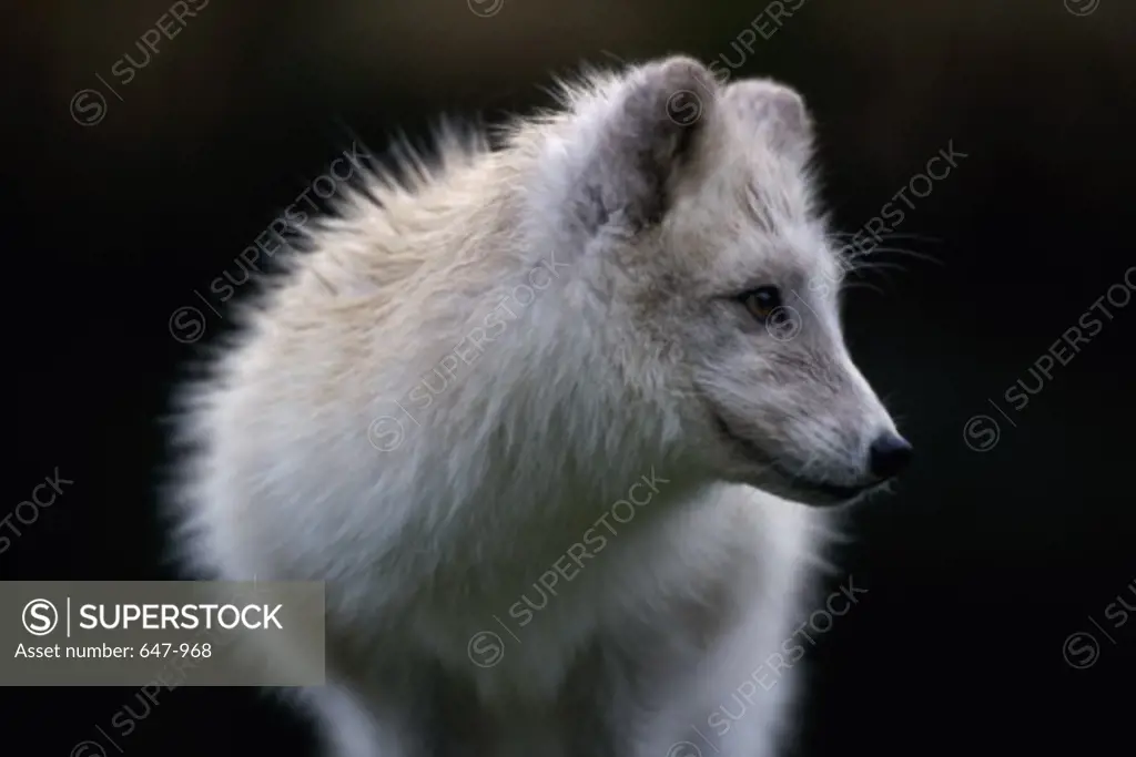 Close-up of an Arctic Fox (Alopex lagopus)
