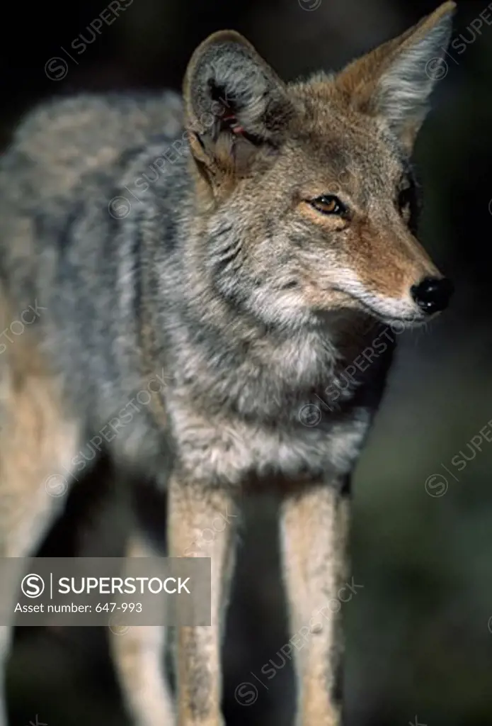 Close-up of a coyote standing in a forest (Canis latrans)