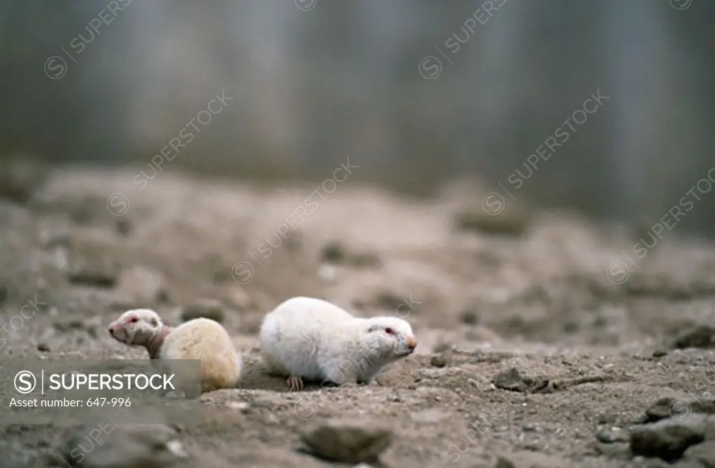 Albino prairie dogs in a field