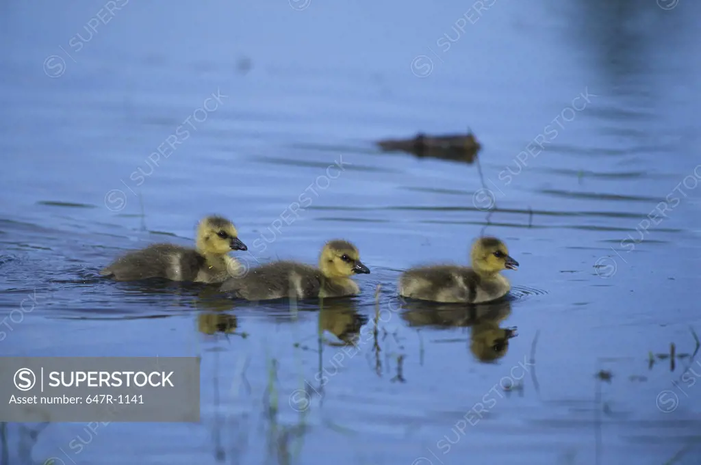Canada Geese young swimming in water