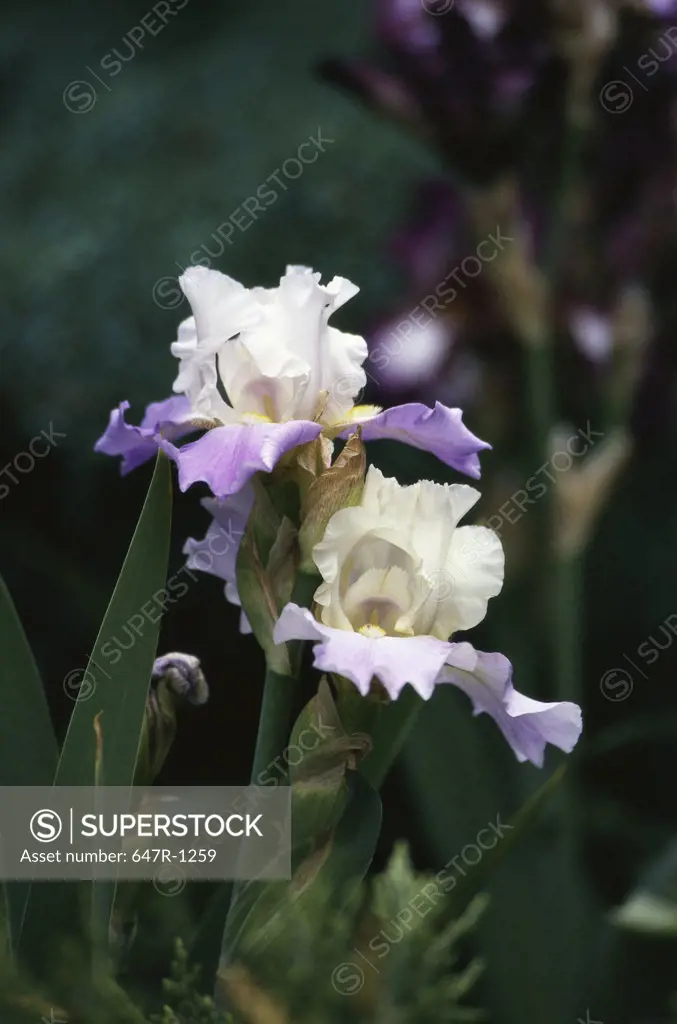 Close-up of iris flowers