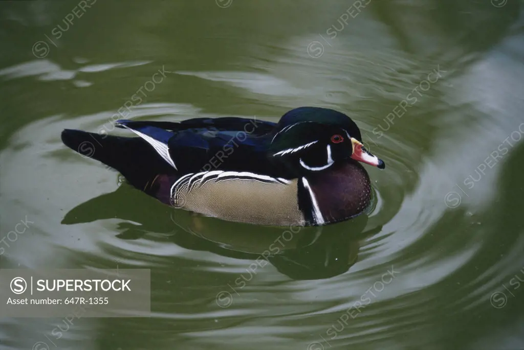 Wood Duck floating on water
