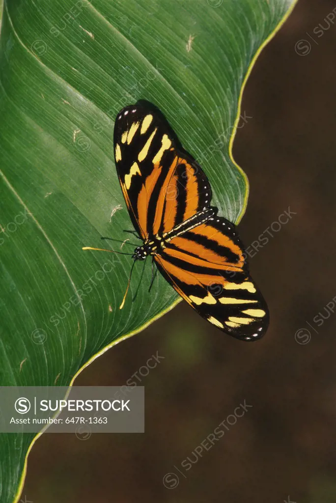 Tiger Mimic-Queen butterfly on a leaf (Lycorea cleobaea)