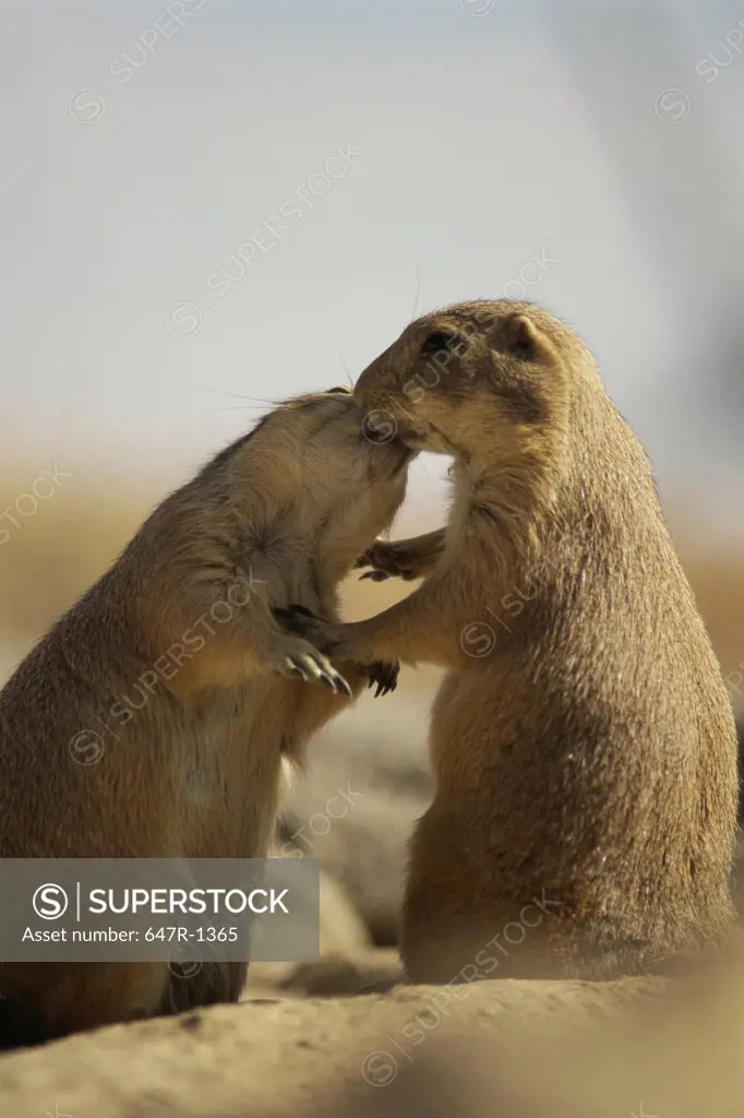 Two Black-Tailed Prairie Dogs