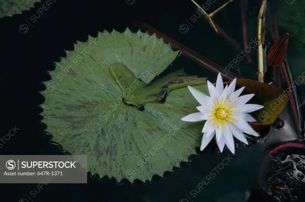 High angle view of a water lily floating on water