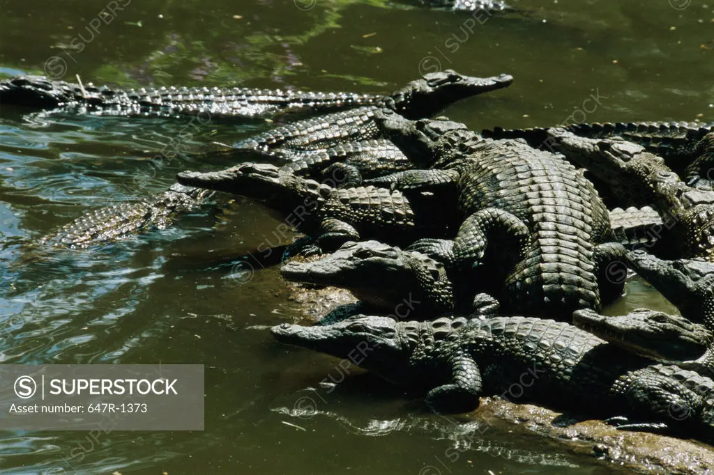 High angle view of a group of Nile Crocodiles (Crocodylus niloticus)