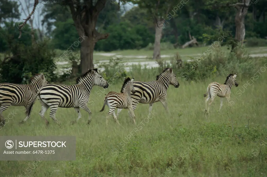 Side profile of five Plains Zebras running in a field, Botswana (Equus burchelli)