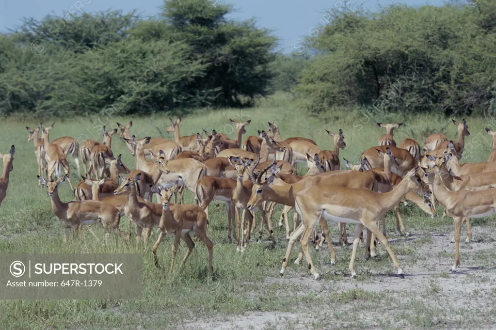 Herd of impalas standing in a field, Botswana (Aepyceros melampus)