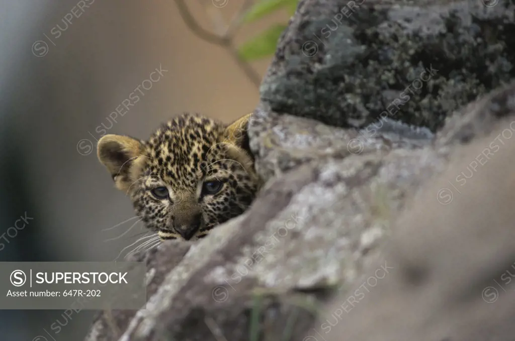 Leopard peeking from behind a rock