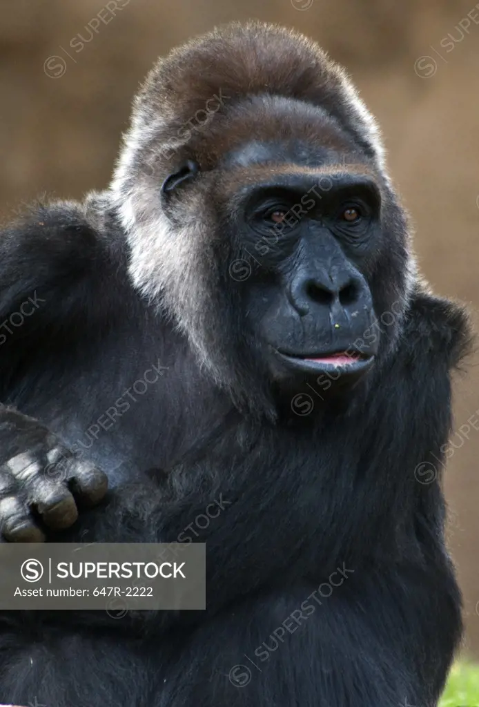Portrait of Western lowland gorilla (Gorilla gorilla gorilla)