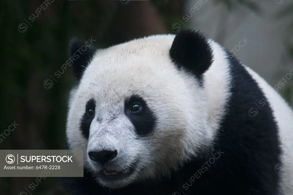 Giant panda baby (ailuropoda melanoleuca)