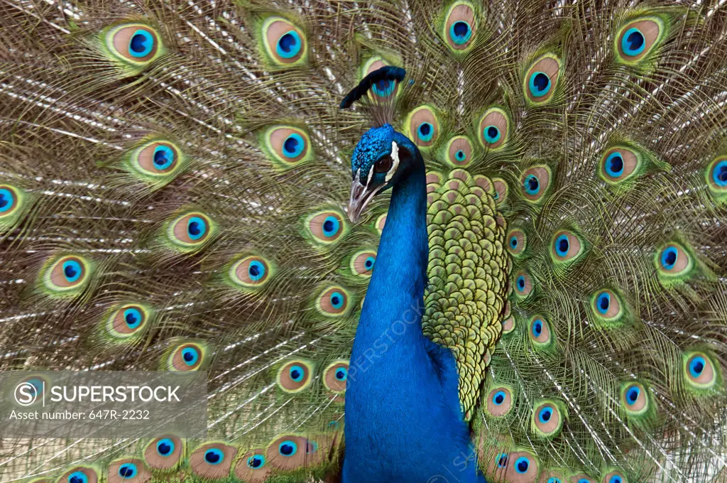 Peacock, male indian peafowl (pavo cristatus)