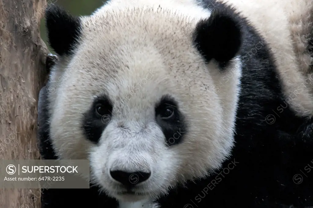 Giant panda baby (ailuropoda melanoleuca)