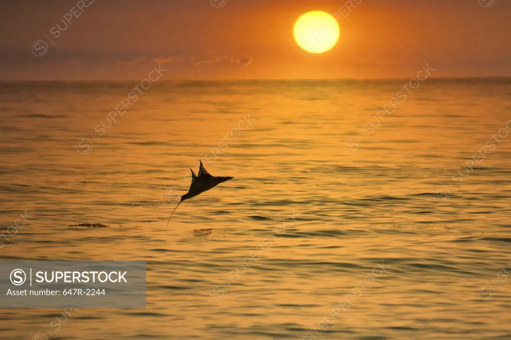Mexico, Baja California Sur, Los Barriles, Sea of Cortes, flying mobula (family mobulidae) at sunset