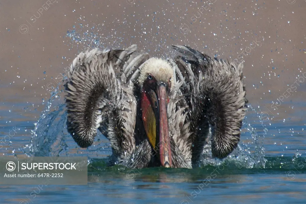 Mexico, Baja California Sur, bathing brown pelican (pelecanus occidentalis)