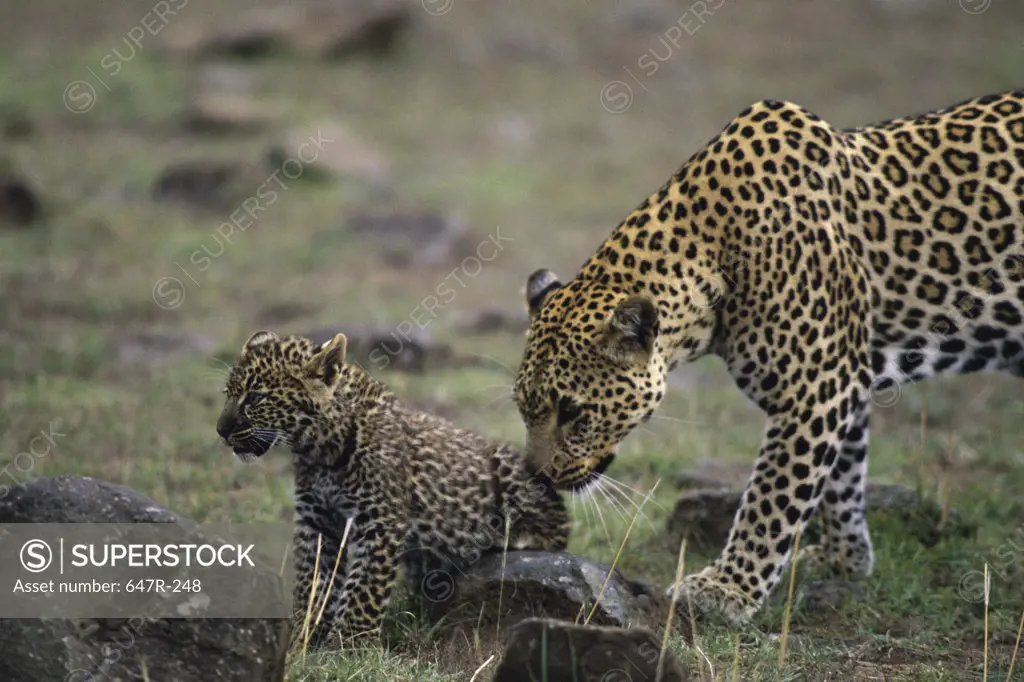 Adult leopards nudging leopard cub, Masai Mara Game Reserve, Kenya