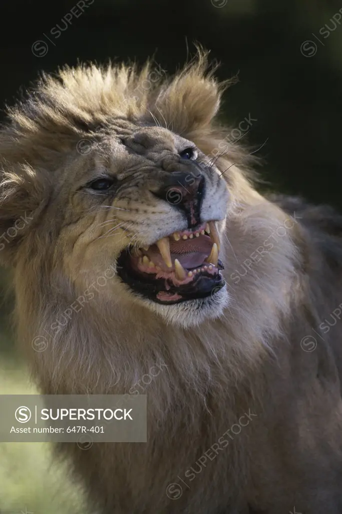 Close-up of a lion roaring