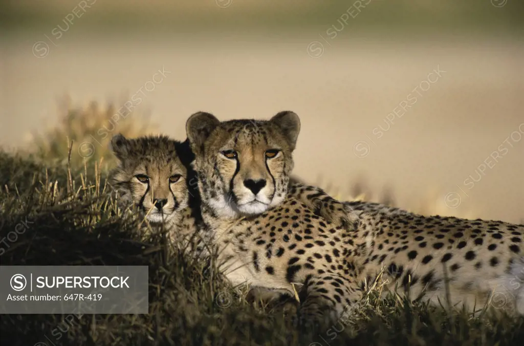Two cheetahs lying together