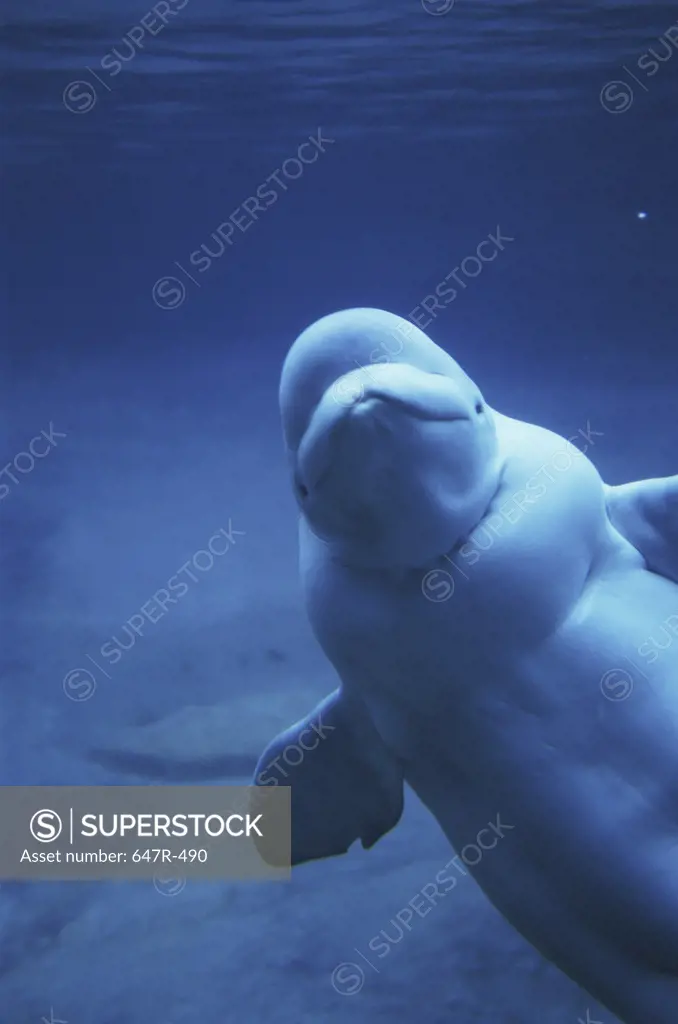 Beluga Whale underwater (Delphinapterus leucas)