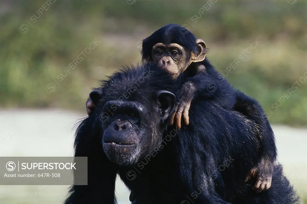 Young chimpanzee sitting on an adult