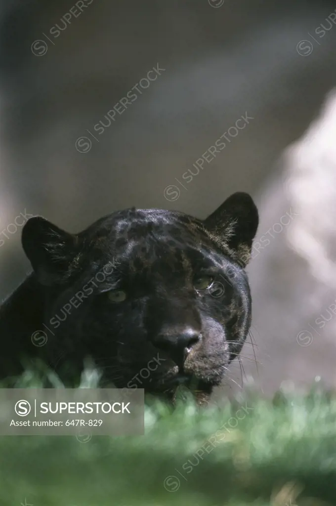 Close-up of a Black Jaguar (Panthera Onca)