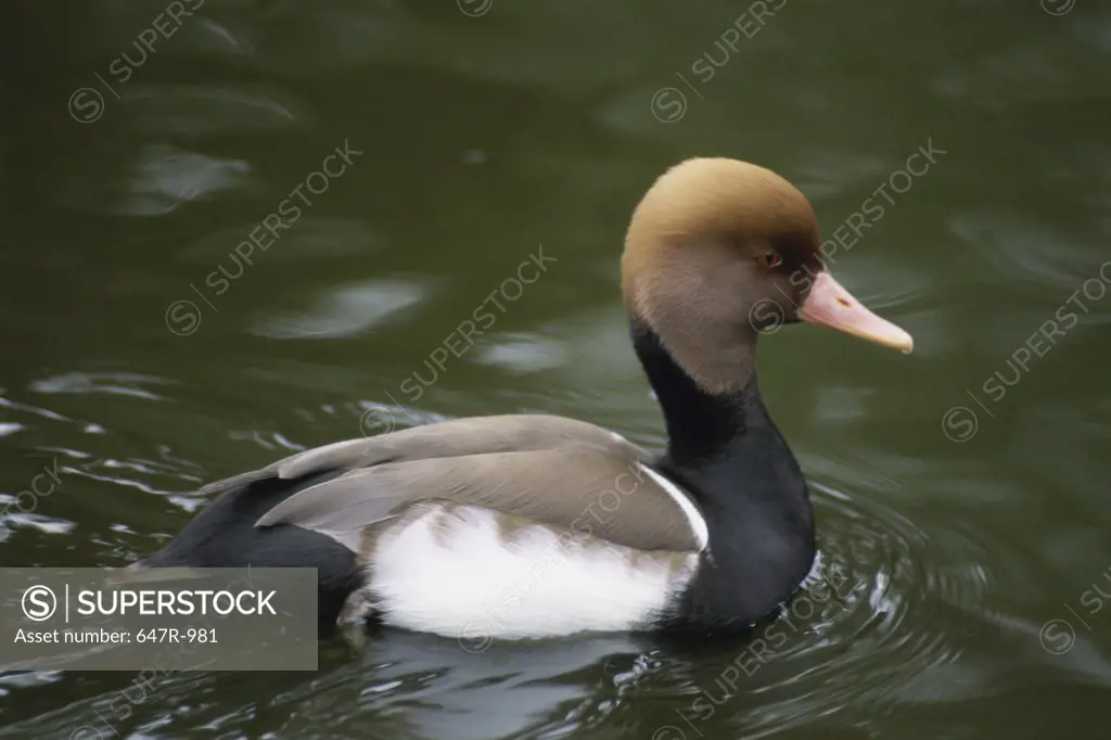 Red-crested Pochard floating on water (Rhodonessa rufina)