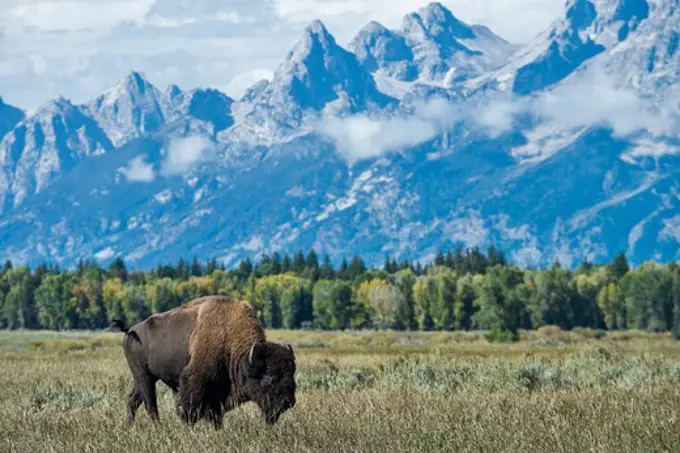 Bison with Grand Teton Mountains in background, Grand Teton National Park, Wyoming, USA