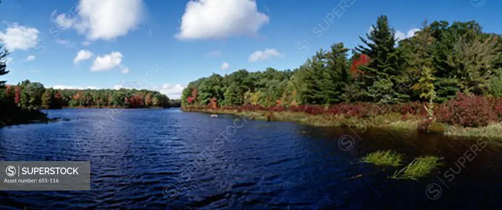 Trees at the lakeside, Egypt Meadow Lake, Bruce Lake Natural Area, Pennsylvania, USA