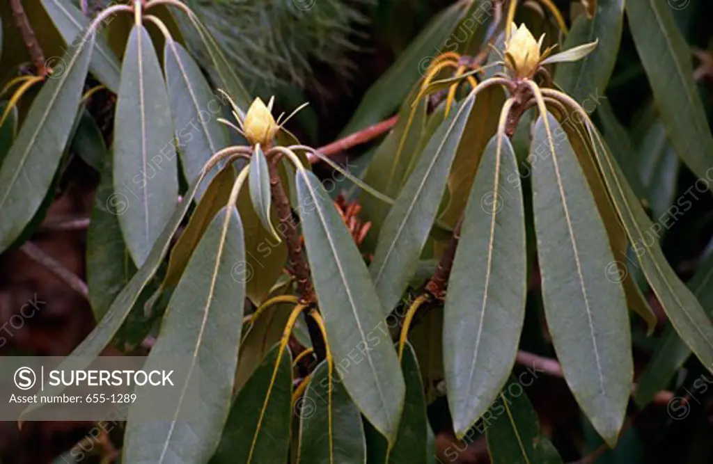 Close-up of leaves of Rhododendron plant