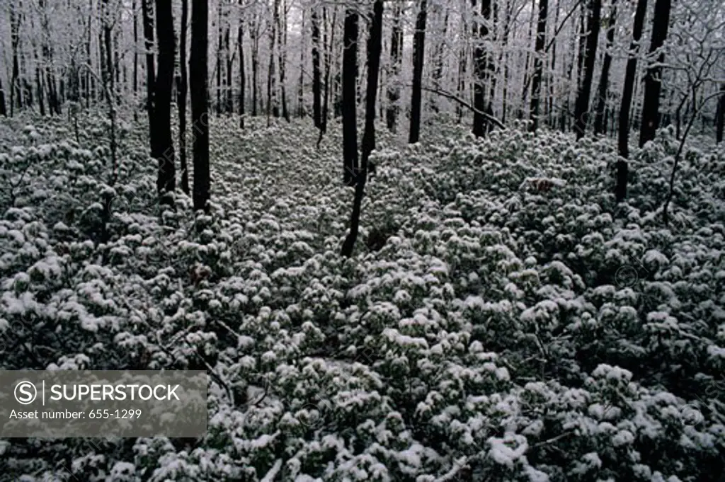Snow covered plants in a forest, Promised Land State Park, Pennsylvania, USA