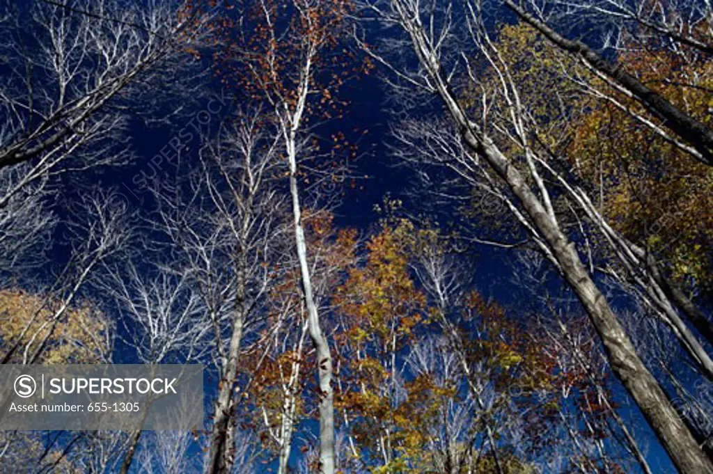 Low angle view of trees, Pennsylvania, USA