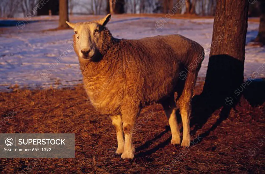 Whiteface Woodland Sheep