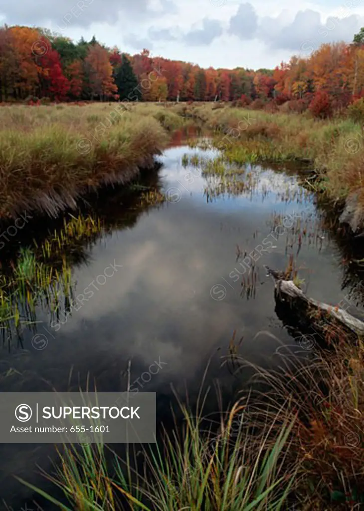 USA, Pennsylvania, Promised Land State Park, Swamp in autumn forest