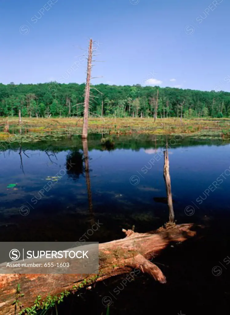 Lake at Delaware State Forest, Pennsylvania, USA