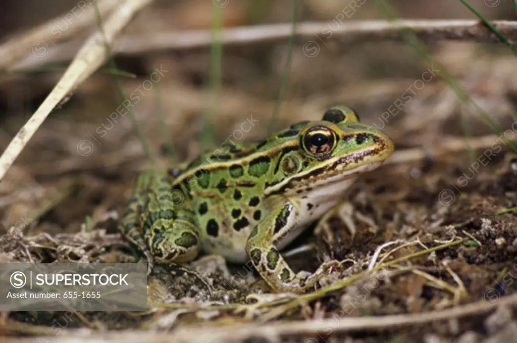 Close-up of a Northern Leopard Frog on the ground (Rana pipiens)