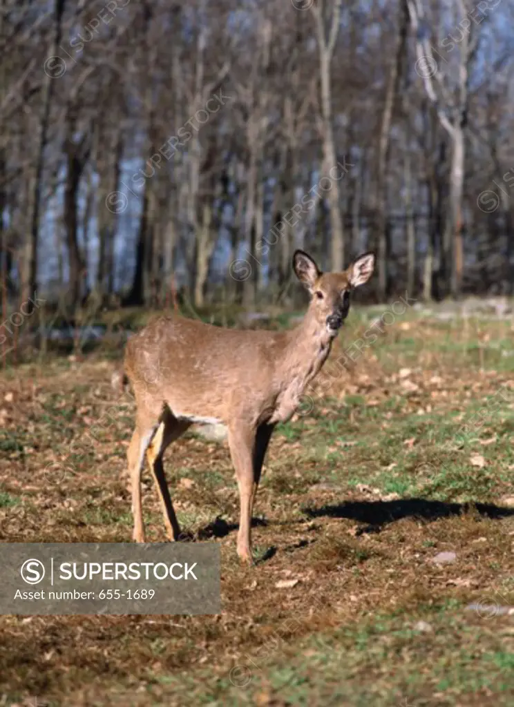 Portrait of a White-tailed Deer in a field (Odocoileus virginianus)