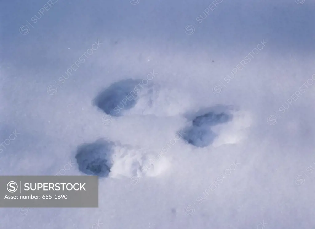 Close-up of the footprints of a Snowshoe Hare in snow