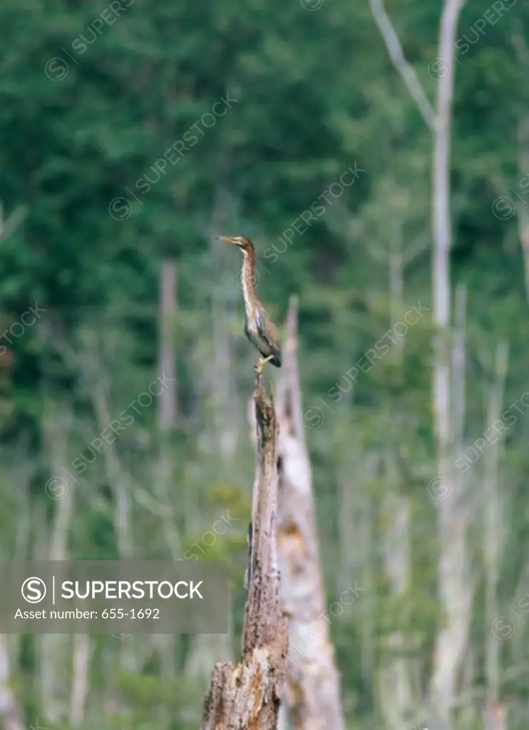 Green Heron perching on a tree stump, Calvert Cliffs State Park, Maryland, USA (Butorides virescens)