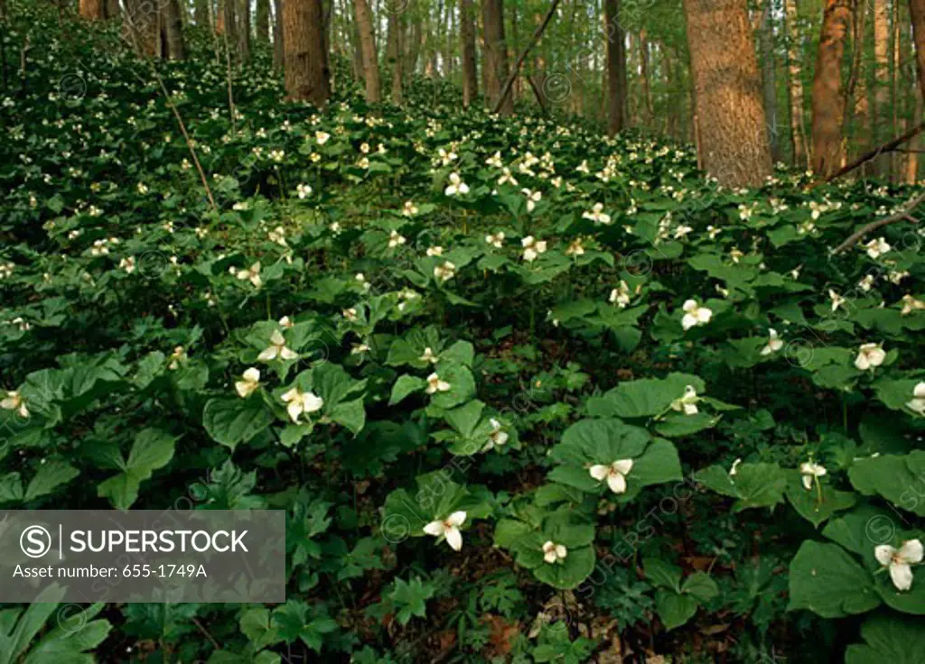 White wakerobin flowers in a forest, Shenk's Ferry Wildflower Preserve, Pennsylvania, USA