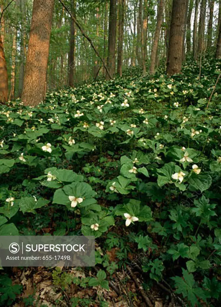 White wakerobin flowers in a forest, Shenk's Ferry Wildflower Preserve, Pennsylvania, USA