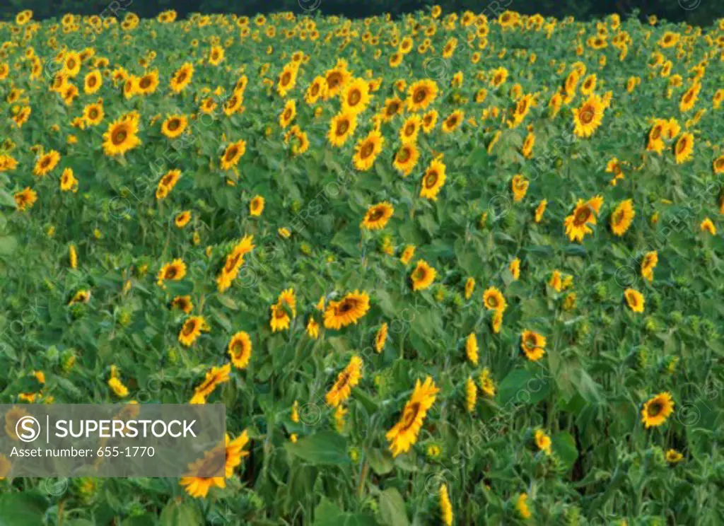 High angle view of a field of sunflowers (Helianthus annuus)