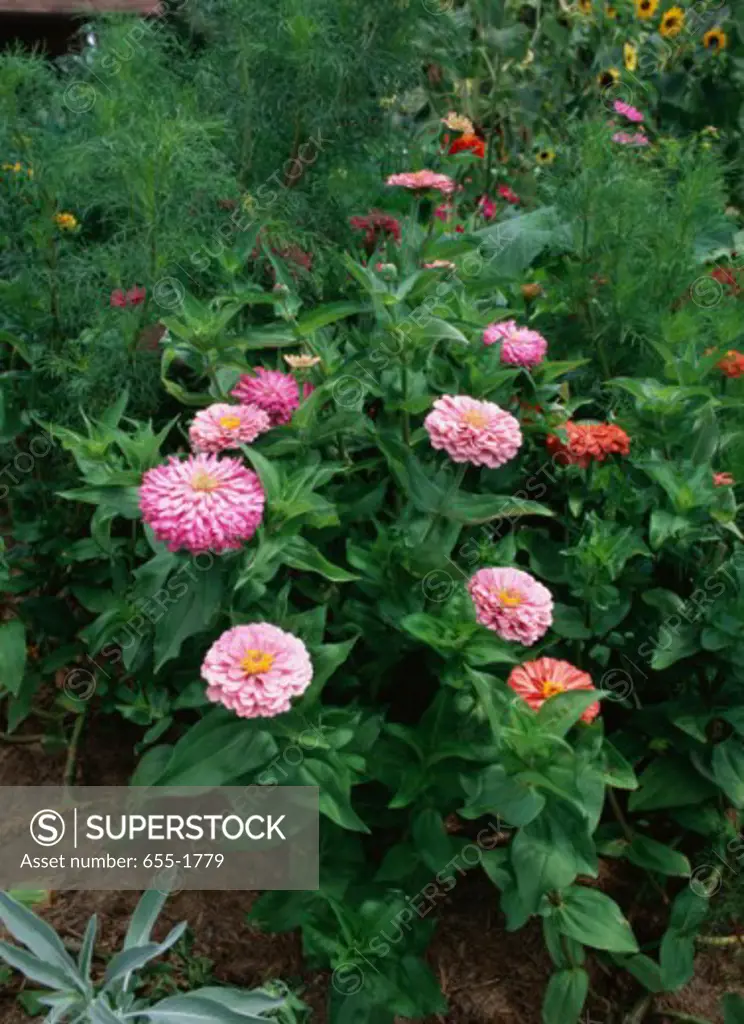 High angle view of zinnias in a garden