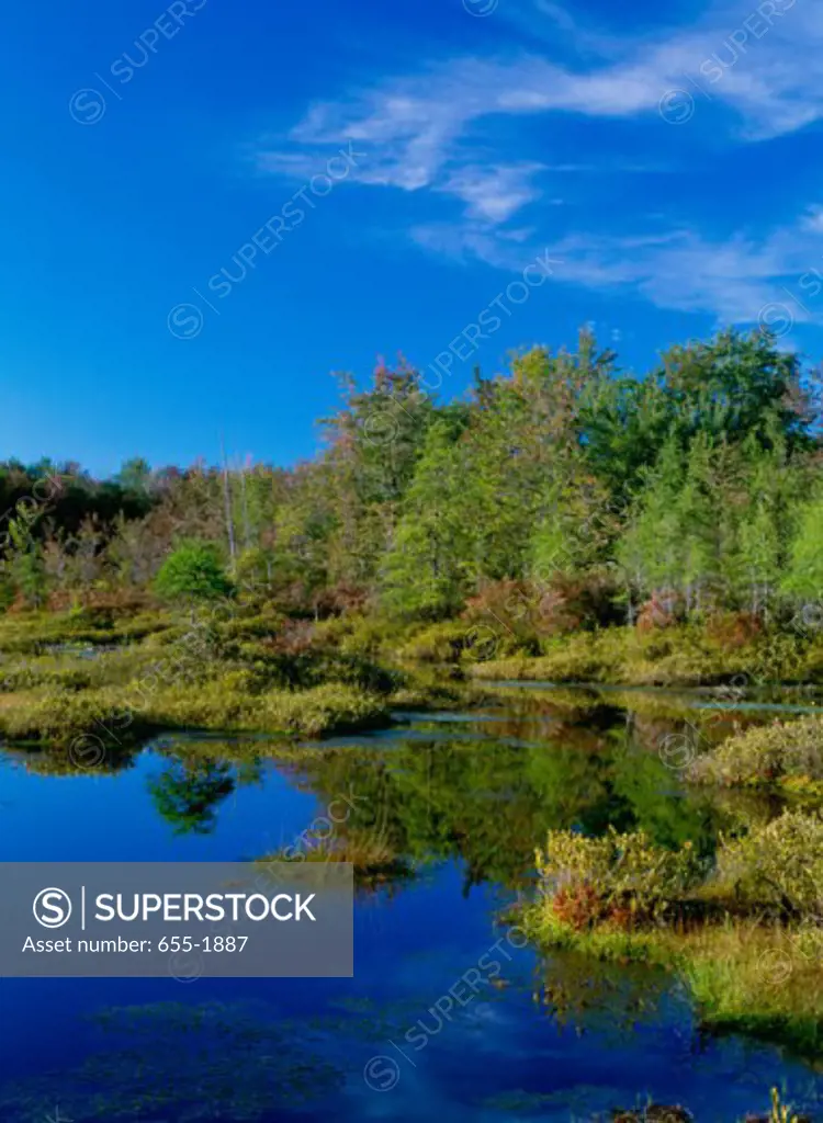 Reflection of trees in water, Jimmy Pond, Northern Quaking Bog, Pennsylvania, USA