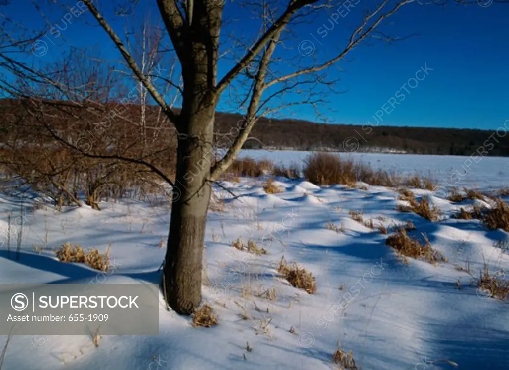 Trees on a snow covered landscape, Shohola Lake, Pennsylvania, USA