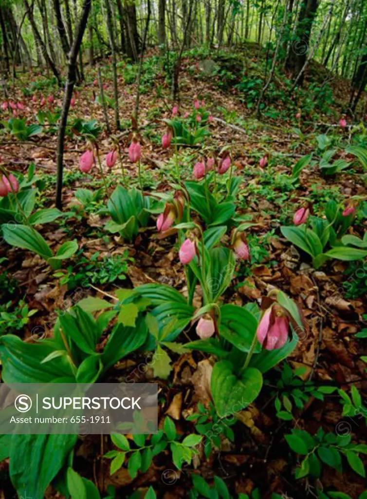 High angle view of Lady's Slippers in a forest, Archbald Pothole State Park, Pennsylvania, USA (Cypripedium calceolus)
